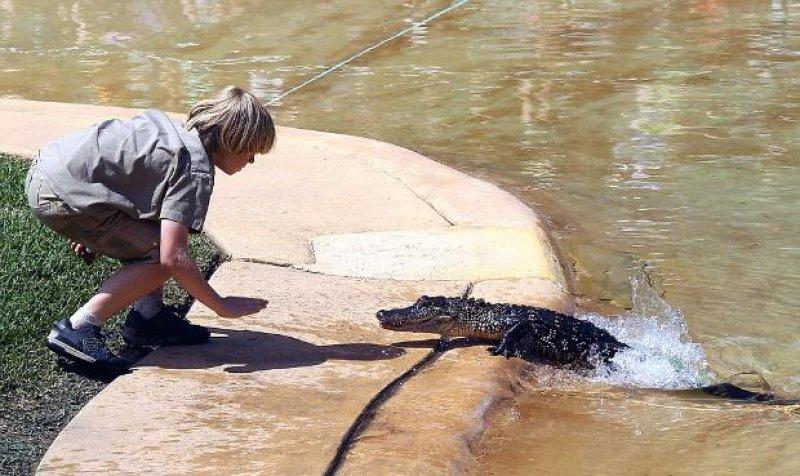 Timsah Avcısı Steewe Irwin'ın oğlu babasının yolunda