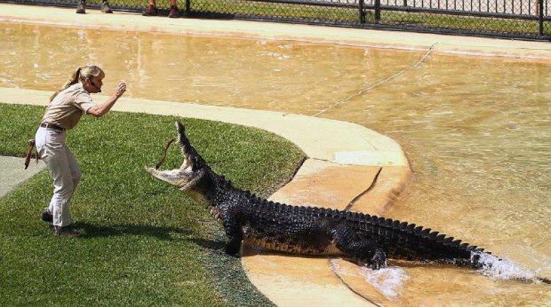 Timsah Avcısı Steewe Irwin'ın oğlu babasının yolunda
