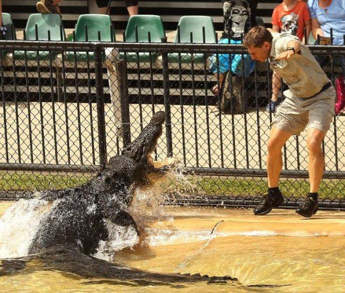 Timsah Avcısı Steewe Irwin'ın oğlu babasının yolunda