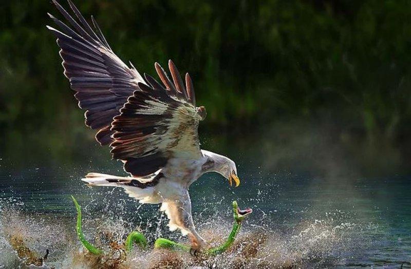 Mükemmel zamanlamayla çekilmiş en güzel fotoğraflar 