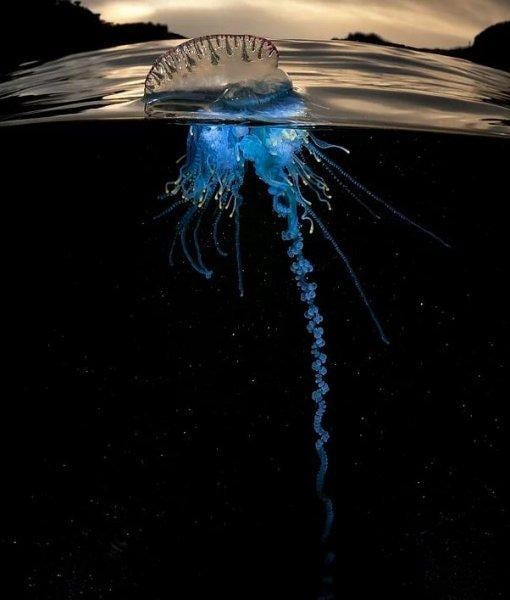 Mükemmel zamanlamayla çekilmiş en güzel fotoğraflar 