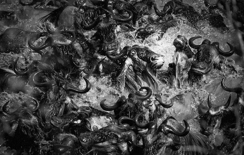 Mükemmel zamanlamayla çekilmiş en güzel fotoğraflar 