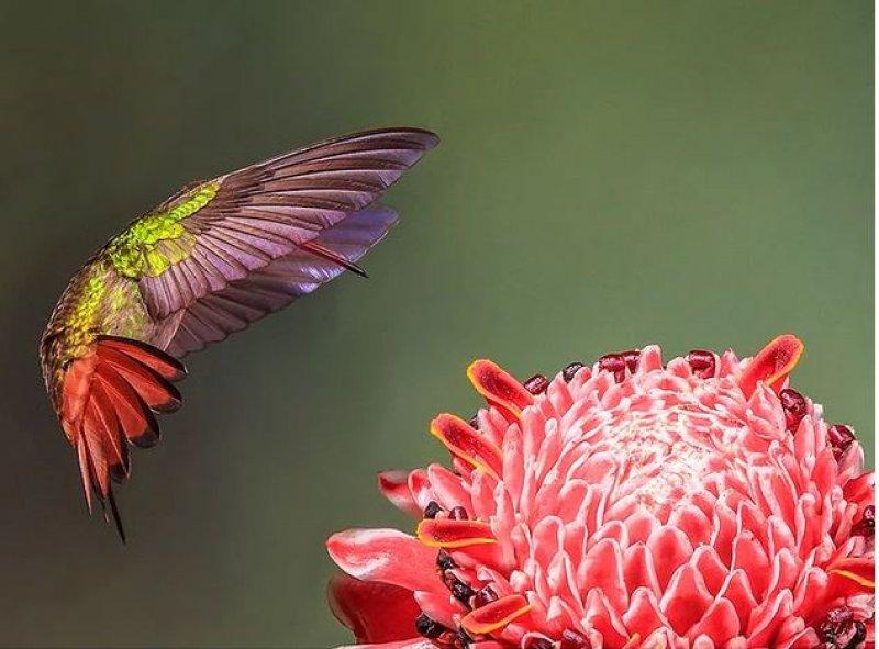 Mükemmel zamanlamayla çekilmiş en güzel fotoğraflar 
