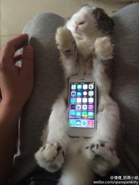 Asyalılar telefon kılıfı olarak canlı hayvan kullanıyor