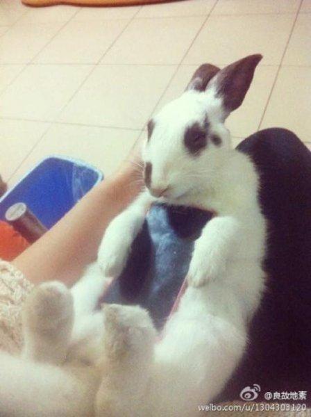 Asyalılar telefon kılıfı olarak canlı hayvan kullanıyor