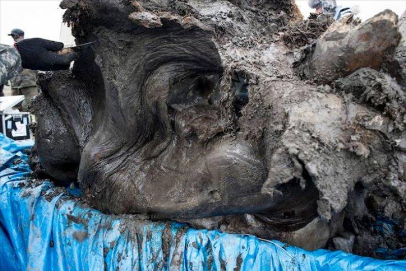 Donmuş halde bulunan mamutu klonlama çalışmaları başladı - Resim 9