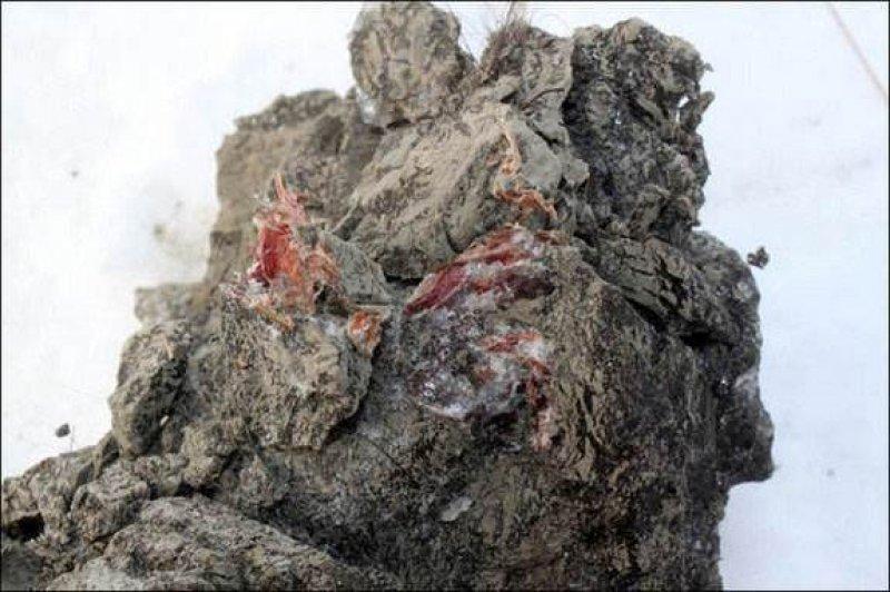 Donmuş halde bulunan mamutu klonlama çalışmaları başladı - Resim 13