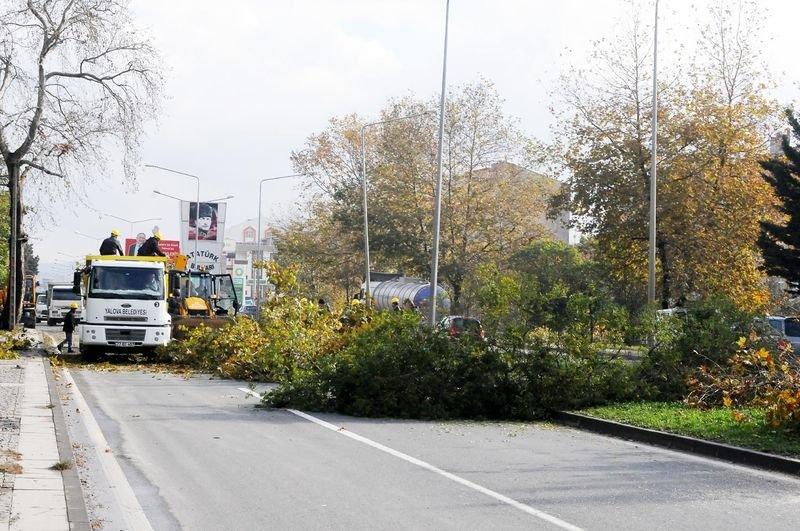 Yalova Belediyesi 180 ağaç kesti