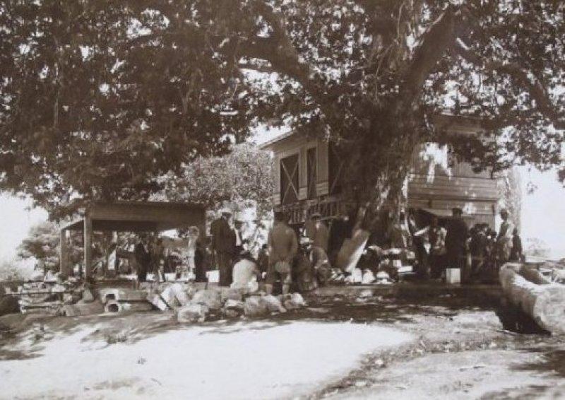 Atatürk Yalova'daki ağacın kesilmesini engellemişti