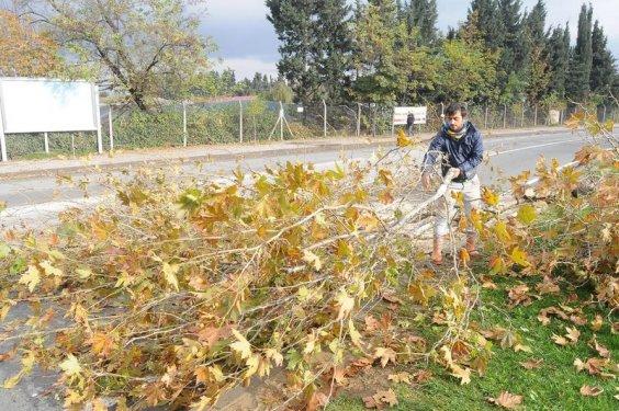 Yalova Belediyesi 180 ağaç kesti