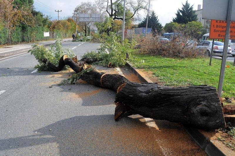 Yalova Belediyesi 180 ağaç kesti