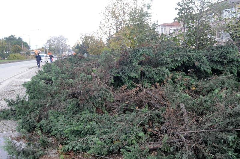 Yalova Belediyesi 180 ağaç kesti