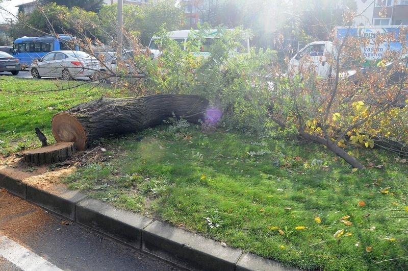 Yalova Belediyesi 180 ağaç kesti
