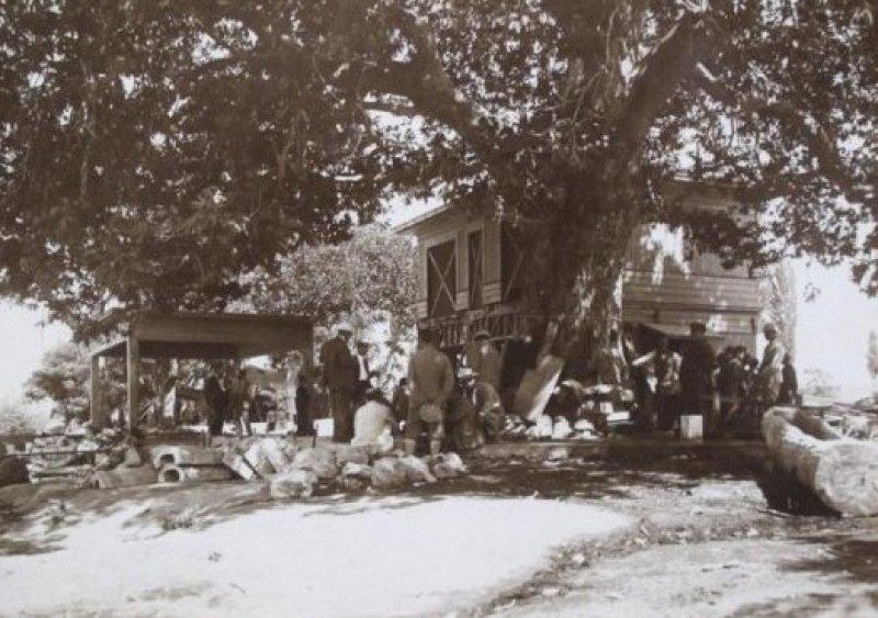 Atatürk Yalova'daki ağacın kesilmesini engellemişti