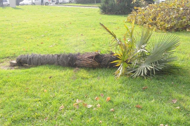 Yalova Belediyesi 180 ağaç kesti