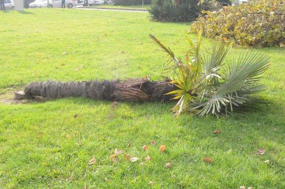 Yalova Belediyesi 180 ağaç kesti