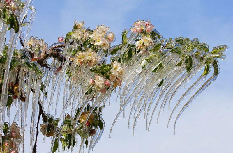 Doğadan soğuk sanat eserleri 