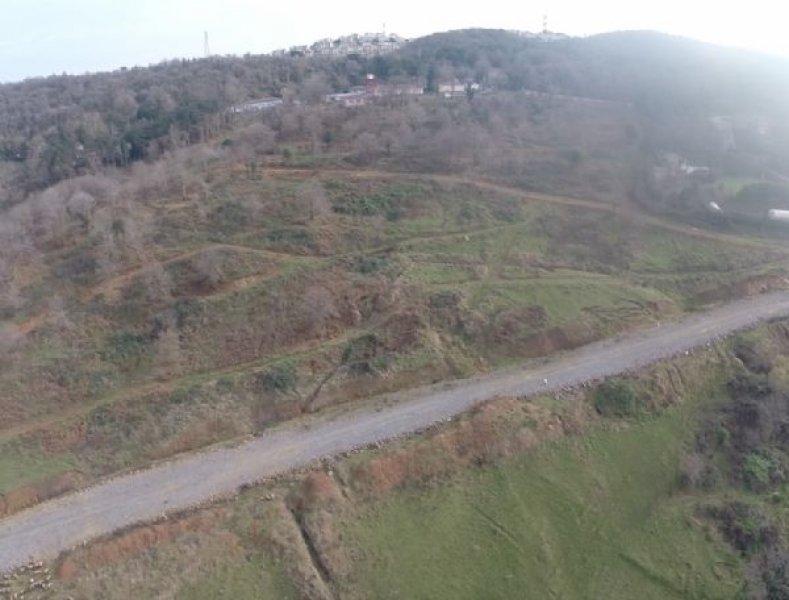 Türkiye'nin en büyük ağaç taşıma operasyonu