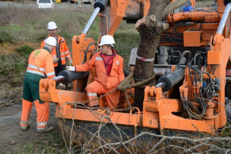 Türkiye'nin en büyük ağaç taşıma operasyonu