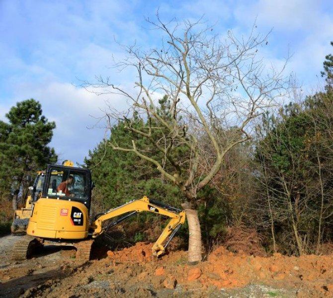 Türkiye'nin en büyük ağaç taşıma operasyonu