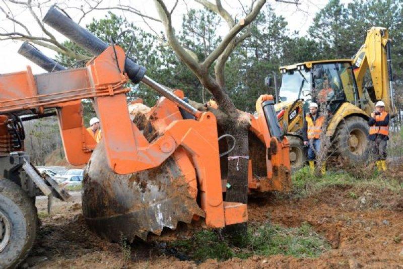 Türkiye'nin en büyük ağaç taşıma operasyonu