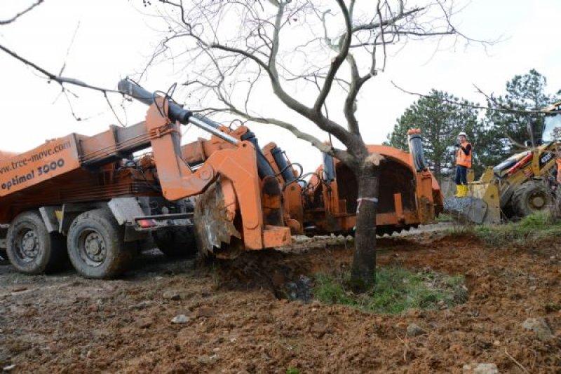 Türkiye'nin en büyük ağaç taşıma operasyonu