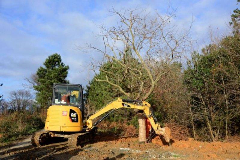 Türkiye'nin en büyük ağaç taşıma operasyonu
