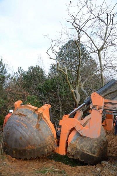 Türkiye'nin en büyük ağaç taşıma operasyonu