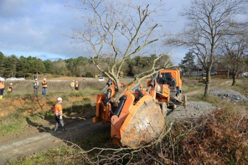 Türkiye'nin en büyük ağaç taşıma operasyonu