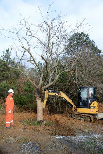 Türkiye'nin en büyük ağaç taşıma operasyonu