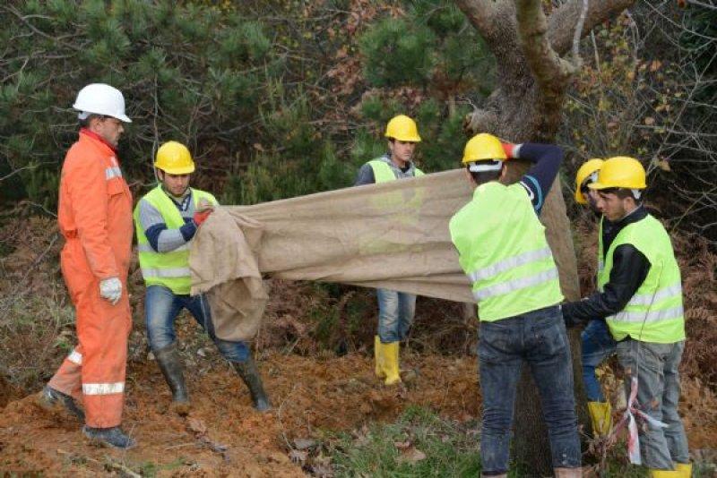 Türkiye'nin en büyük ağaç taşıma operasyonu