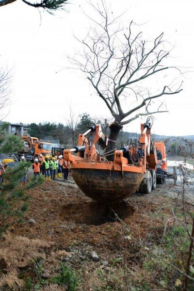 Türkiye'nin en büyük ağaç taşıma operasyonu