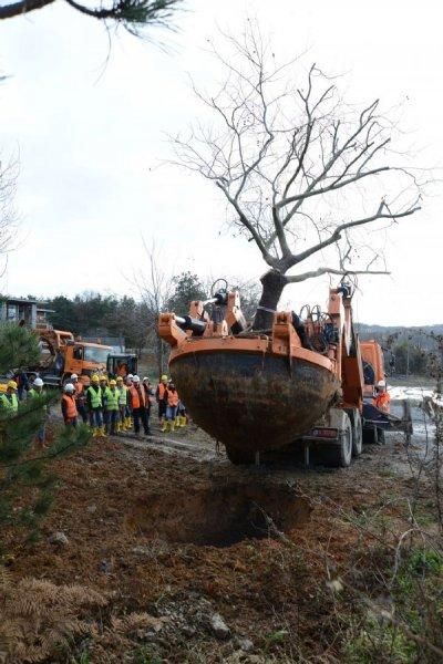 Türkiye'nin en büyük ağaç taşıma operasyonu