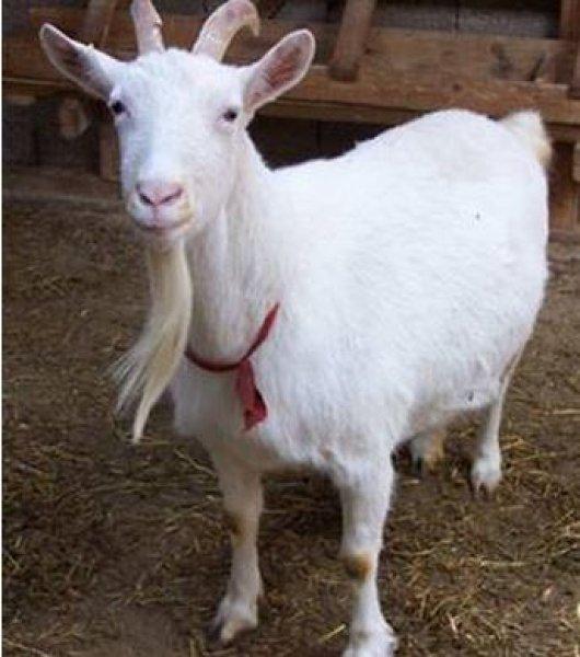 113 yaşındaki ABD'li yazardan uzun yaşamanın sırrı