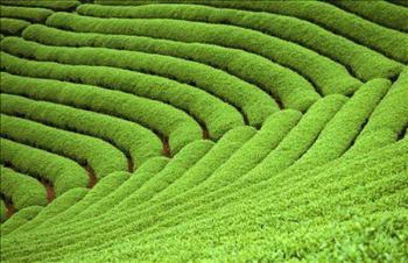 Bilinmeyen en garip gelenekler