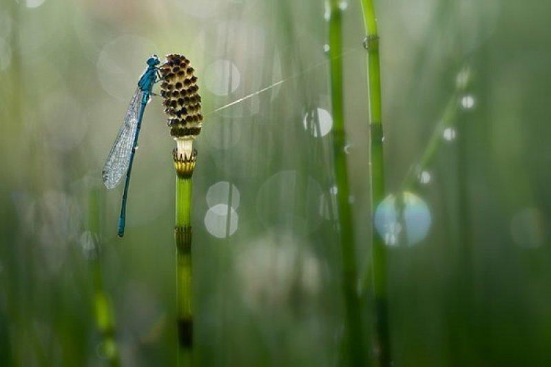 Fotoğraf paylaşım sitesi Flickr en iyileri seçti 
