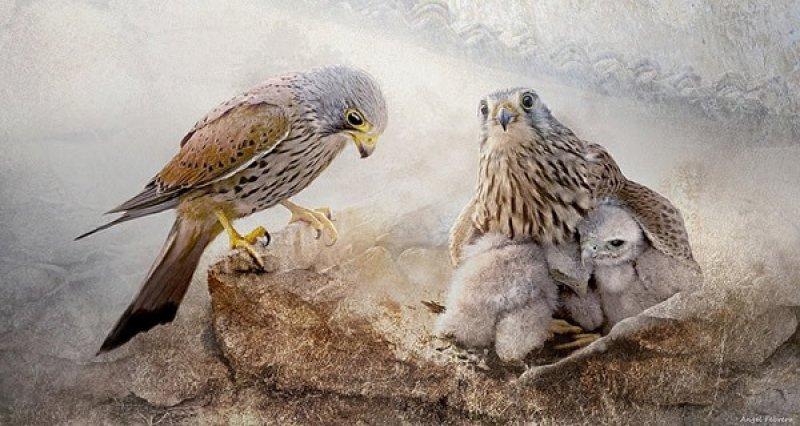 Fotoğraf paylaşım sitesi Flickr en iyileri seçti 