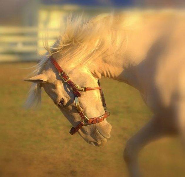 Fotoğraf paylaşım sitesi Flickr en iyileri seçti 