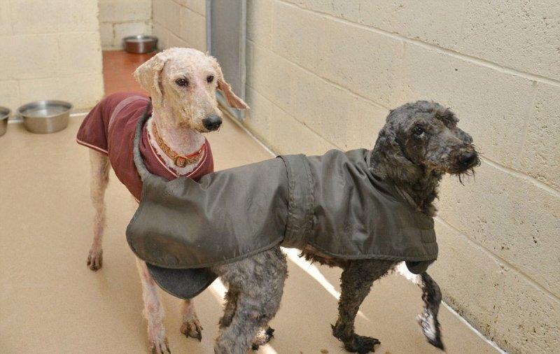 Bakımsız hayvanların inanılmaz dönüşümü