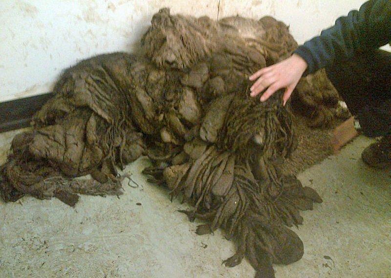 Bakımsız hayvanların inanılmaz dönüşümü