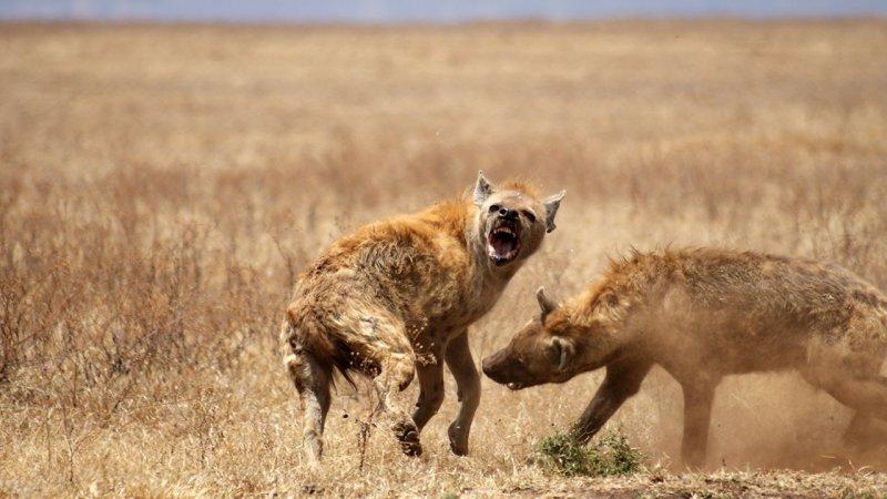 Hayvanların dövüş kulübü belgeseli