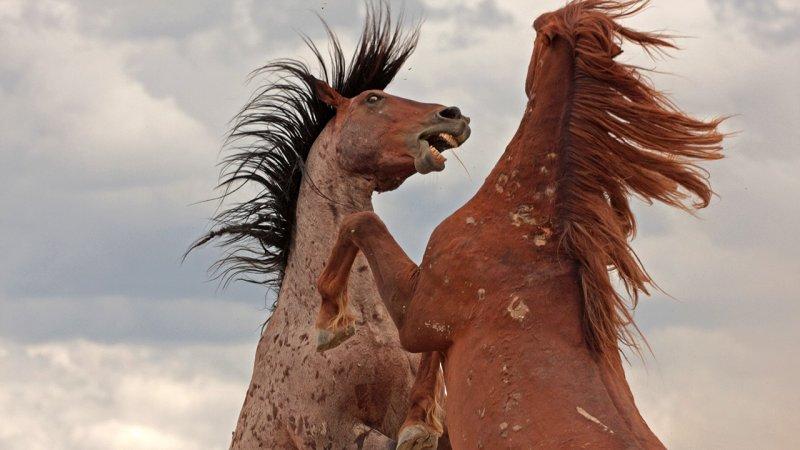 Hayvanların dövüş kulübü belgeseli