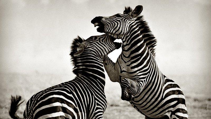 Hayvanların dövüş kulübü belgeseli