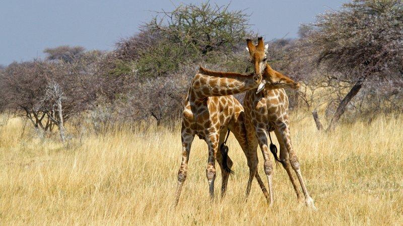 Hayvanların dövüş kulübü belgeseli