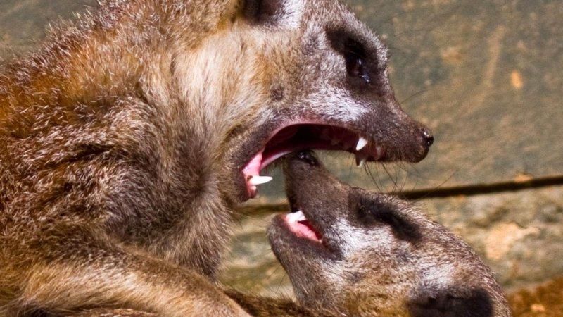 Hayvanların dövüş kulübü belgeseli