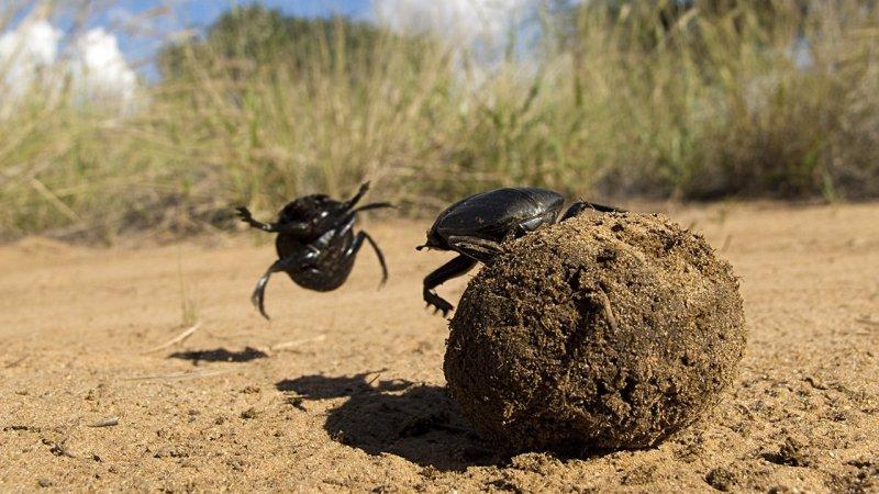 Hayvanların dövüş kulübü belgeseli