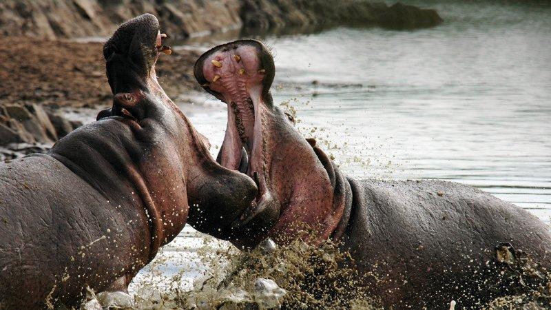 Hayvanların dövüş kulübü belgeseli