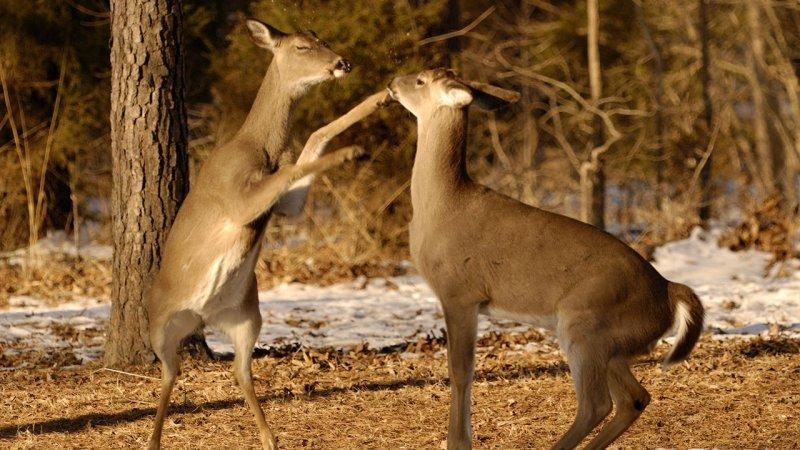 Hayvanların dövüş kulübü belgeseli