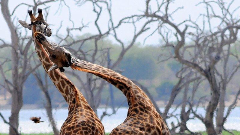 Hayvanların dövüş kulübü belgeseli