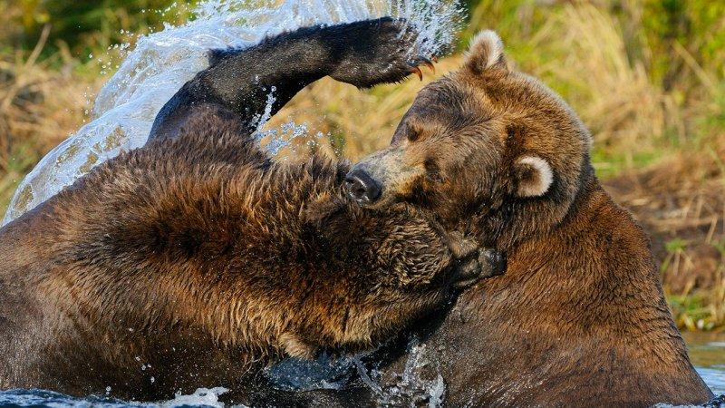 Hayvanların dövüş kulübü belgeseli